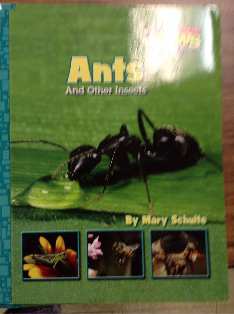 Ants and Other Insects - Mary Schulte (Scholastic) book collectible [Barcode 9780516247878] - Main Image 1