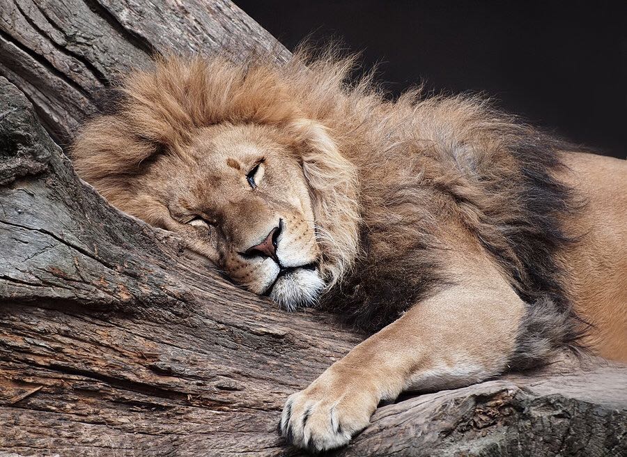 Ways Animals Sleep