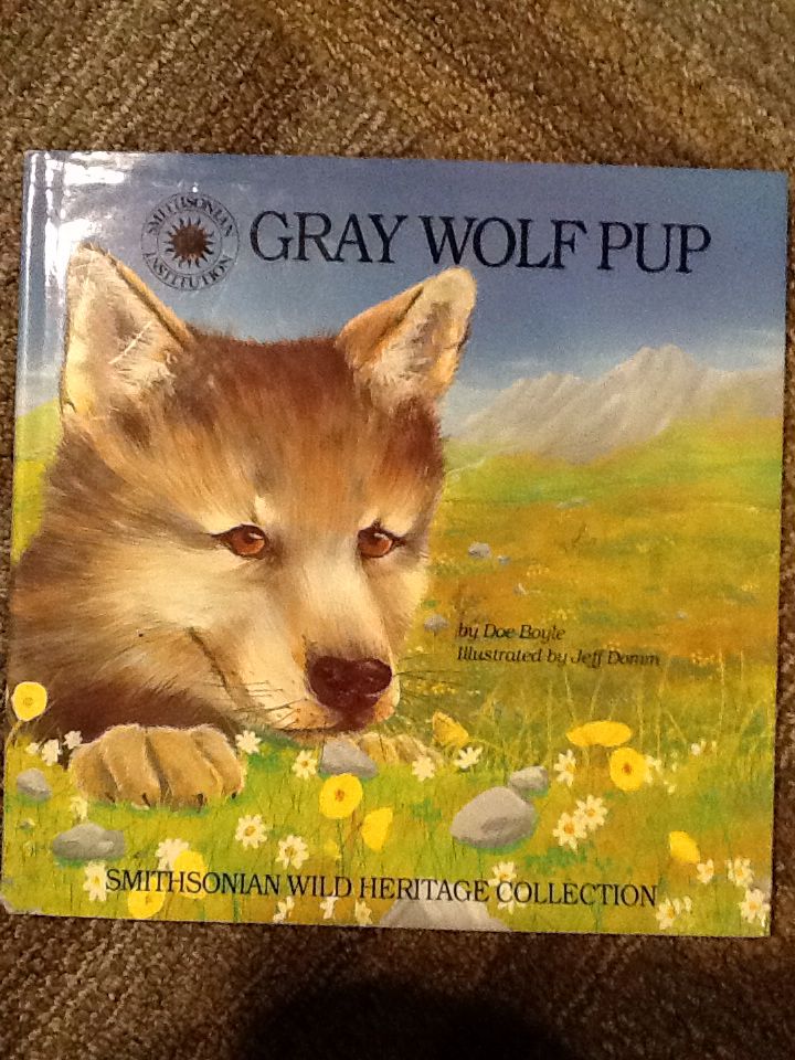 Gray Wolf Pup