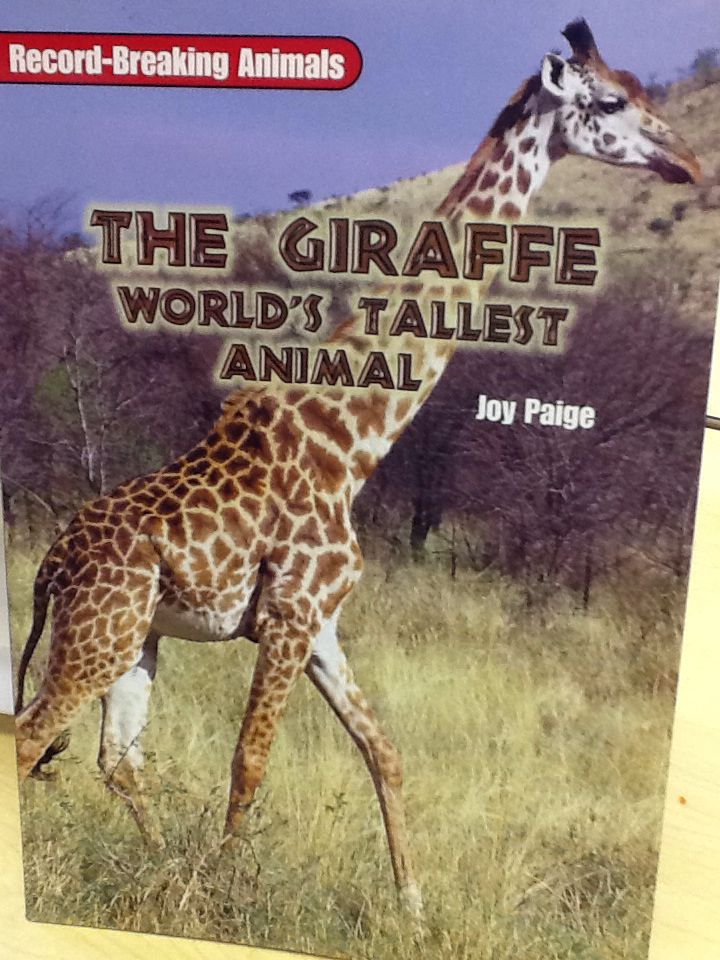 The Giraffe World’s Tallest Animal