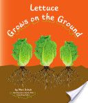 Lettuce Grows On The Ground