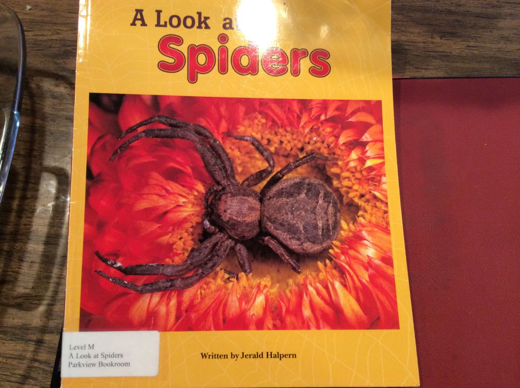 A Look at Spiders