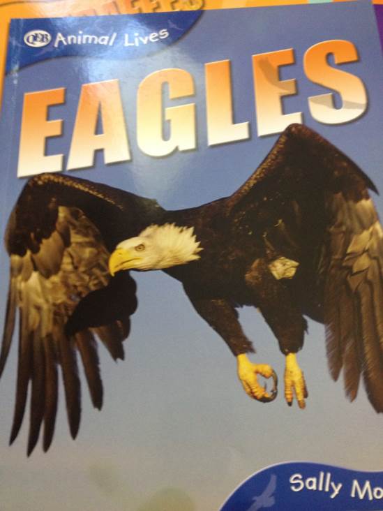 Animal Lives: Eagles