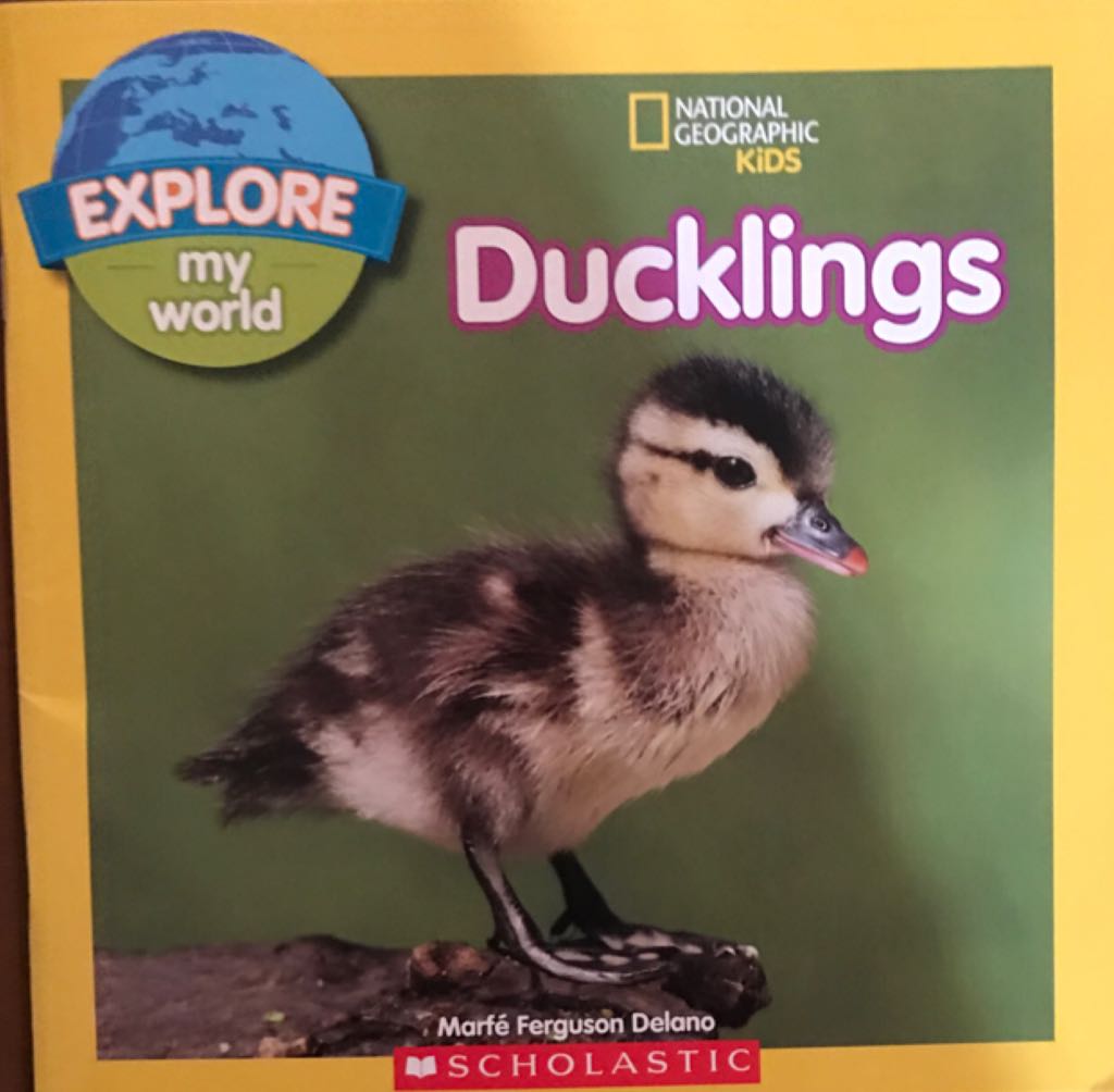 Ducklings NGK Explore my world