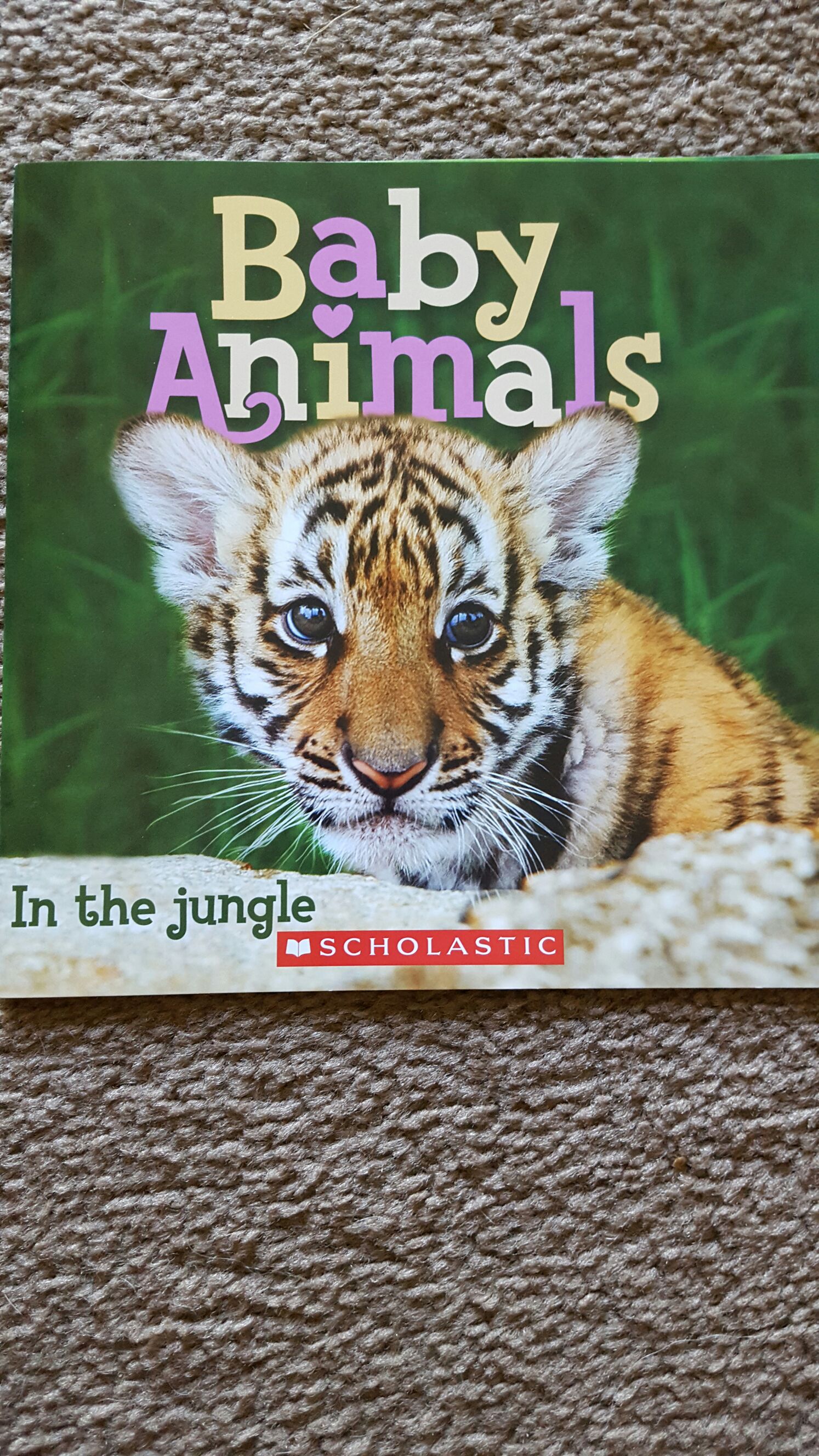 Baby Animals In The Jungle
