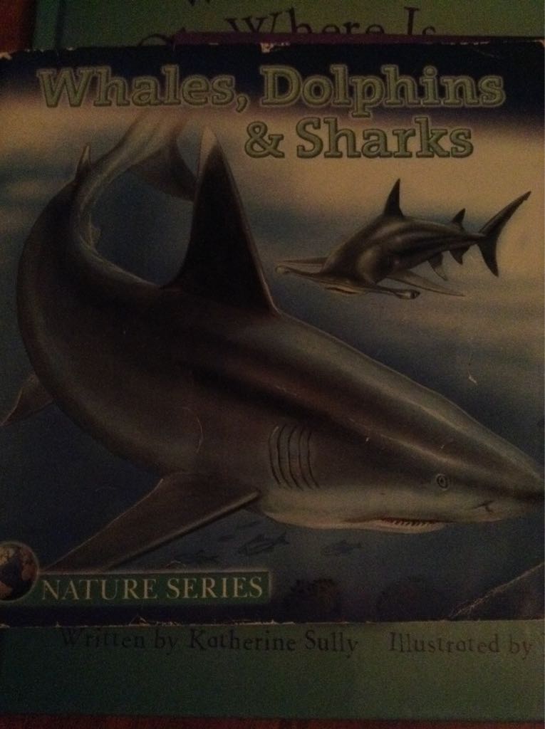 Whales Dolphins And Sharks