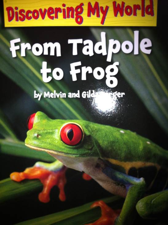 From Tadpole to Frog