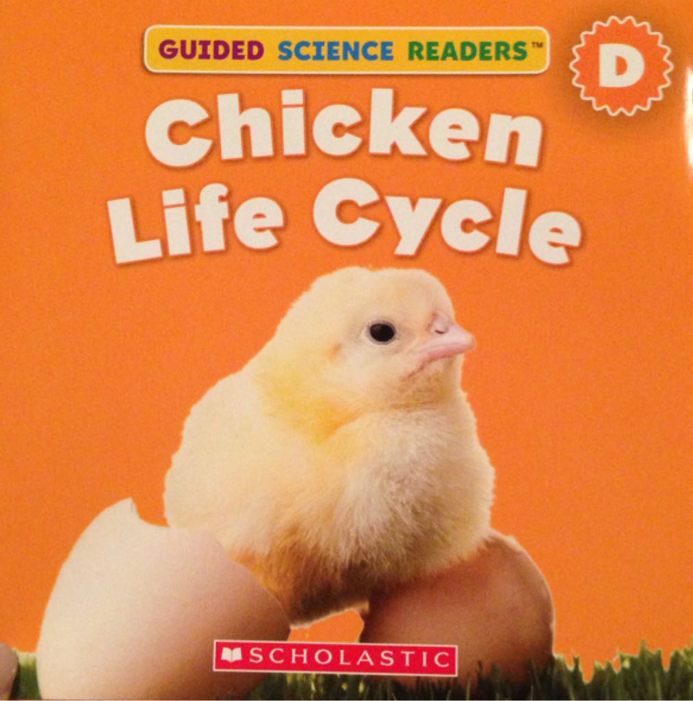 Chicken Life Cycle