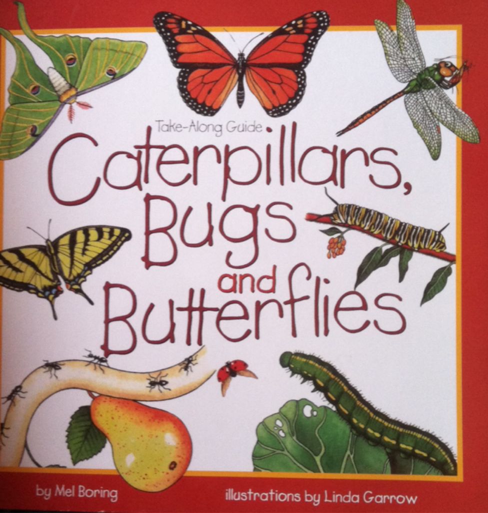 Caterpillars, Bugs And Butterflies