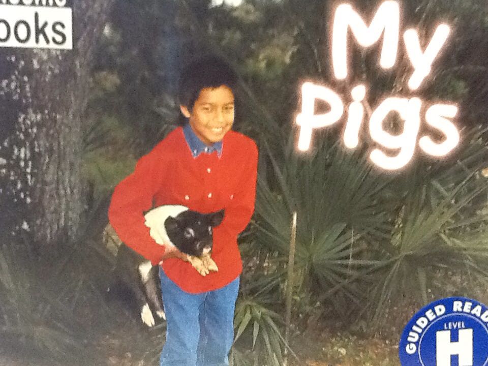 My Pigs
