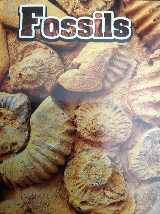 Fossils - Judith Bauer Stamper (Scholastic - Paperback) book collectible [Barcode 9780545285469] - Main Image 1