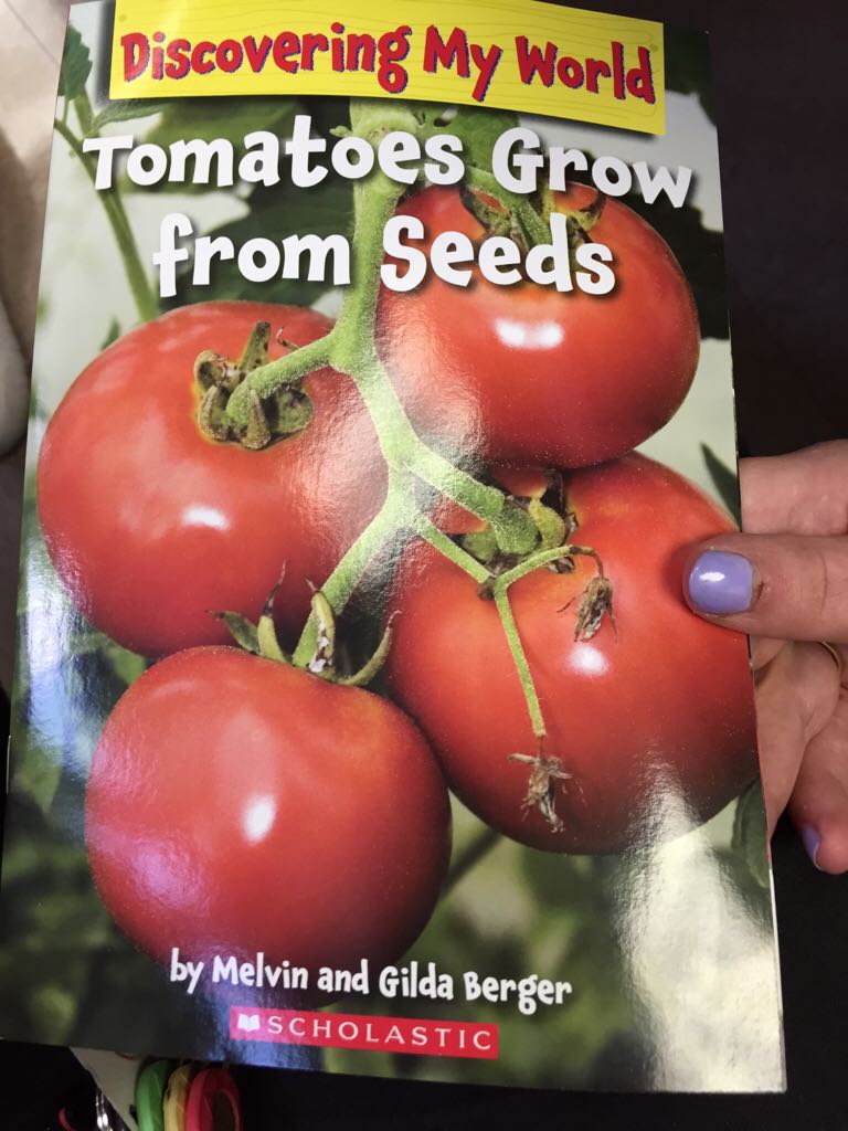 Tomatoes Grow from Seeds