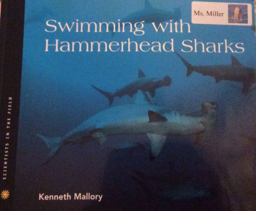 Swimming with Hammerhead Sharks