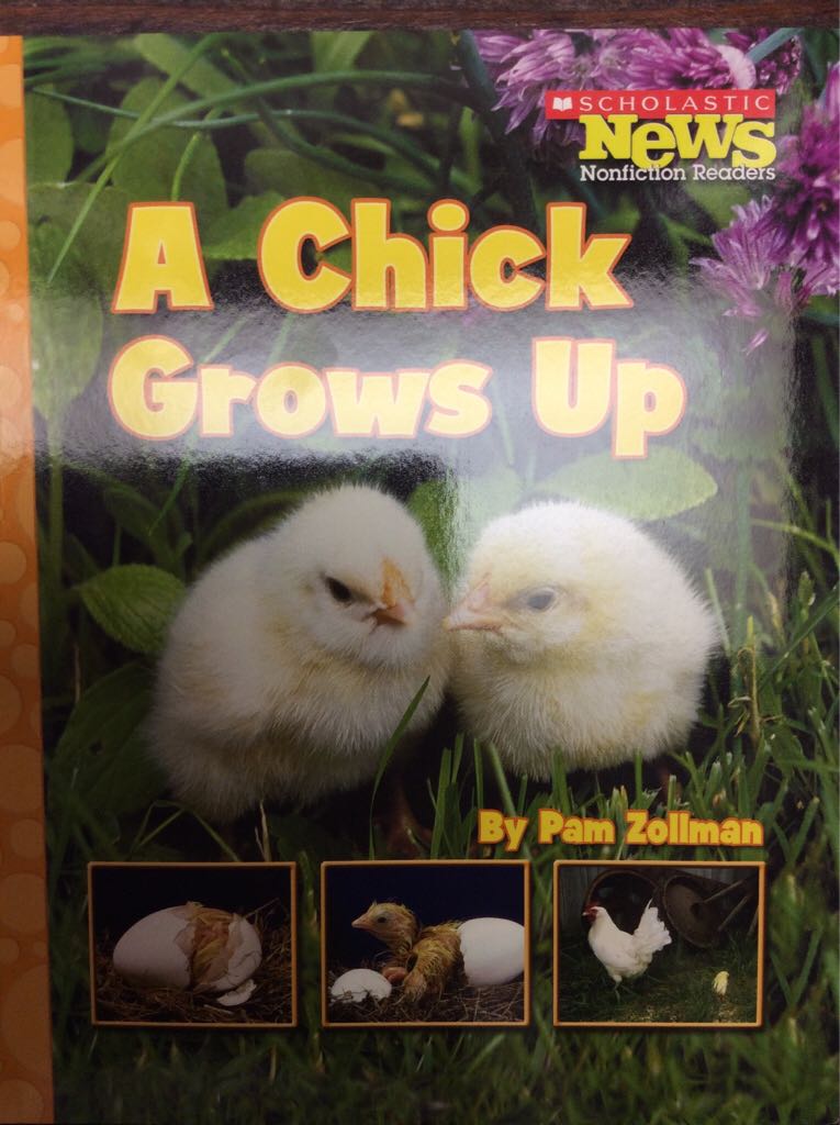 Chick Grows Up