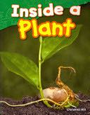Inside a Plant