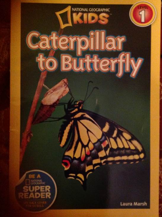 Caterpillar To Butterfly - Laura Marsh (National Geographic Kids - Paperback) book collectible [Barcode 9781426309205] - Main Image 1