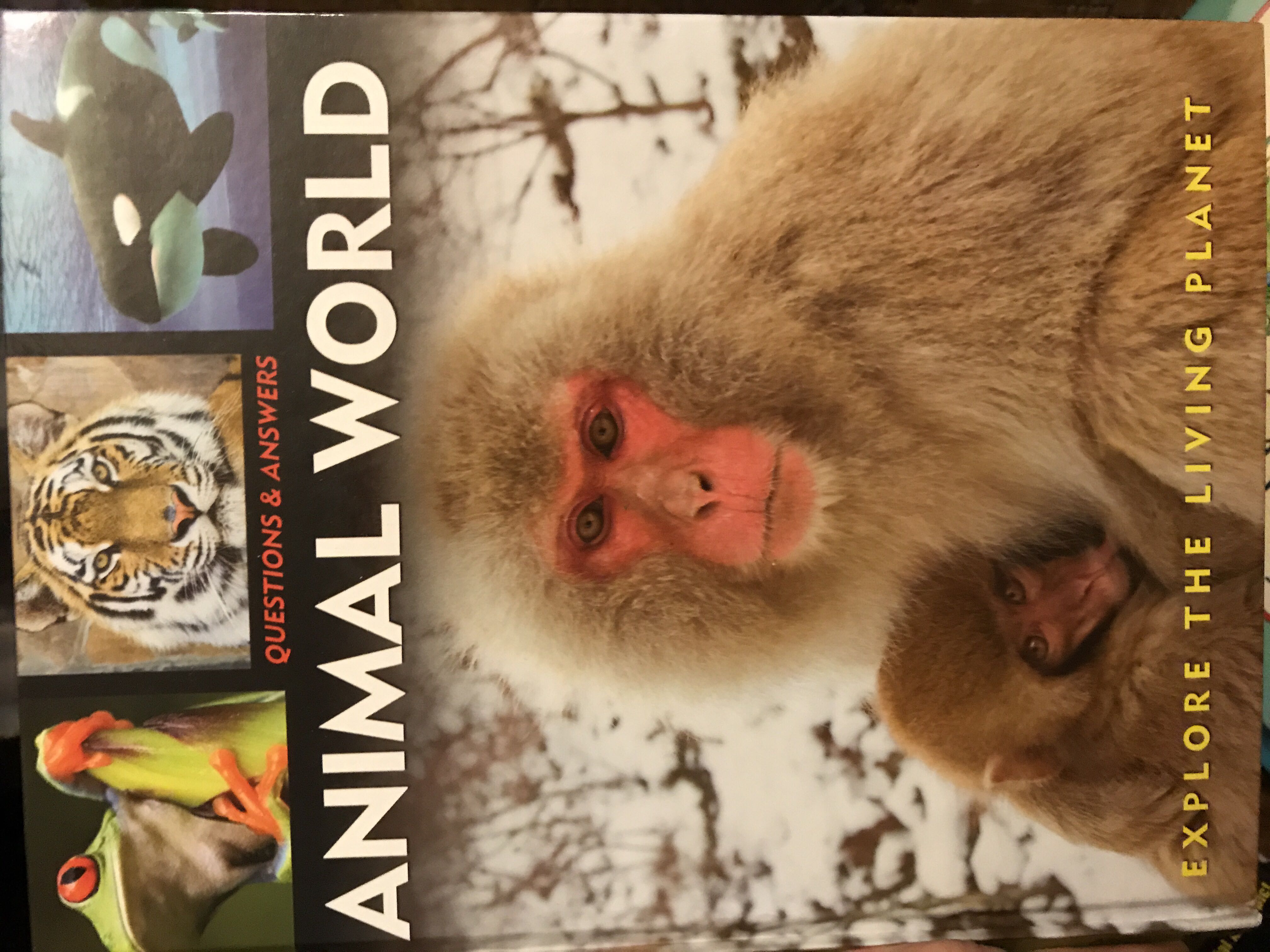 Animal World Questions & Answers - Author Unknown (Capella - Hardcover) book collectible [Barcode 9781848371590] - Main Image 3