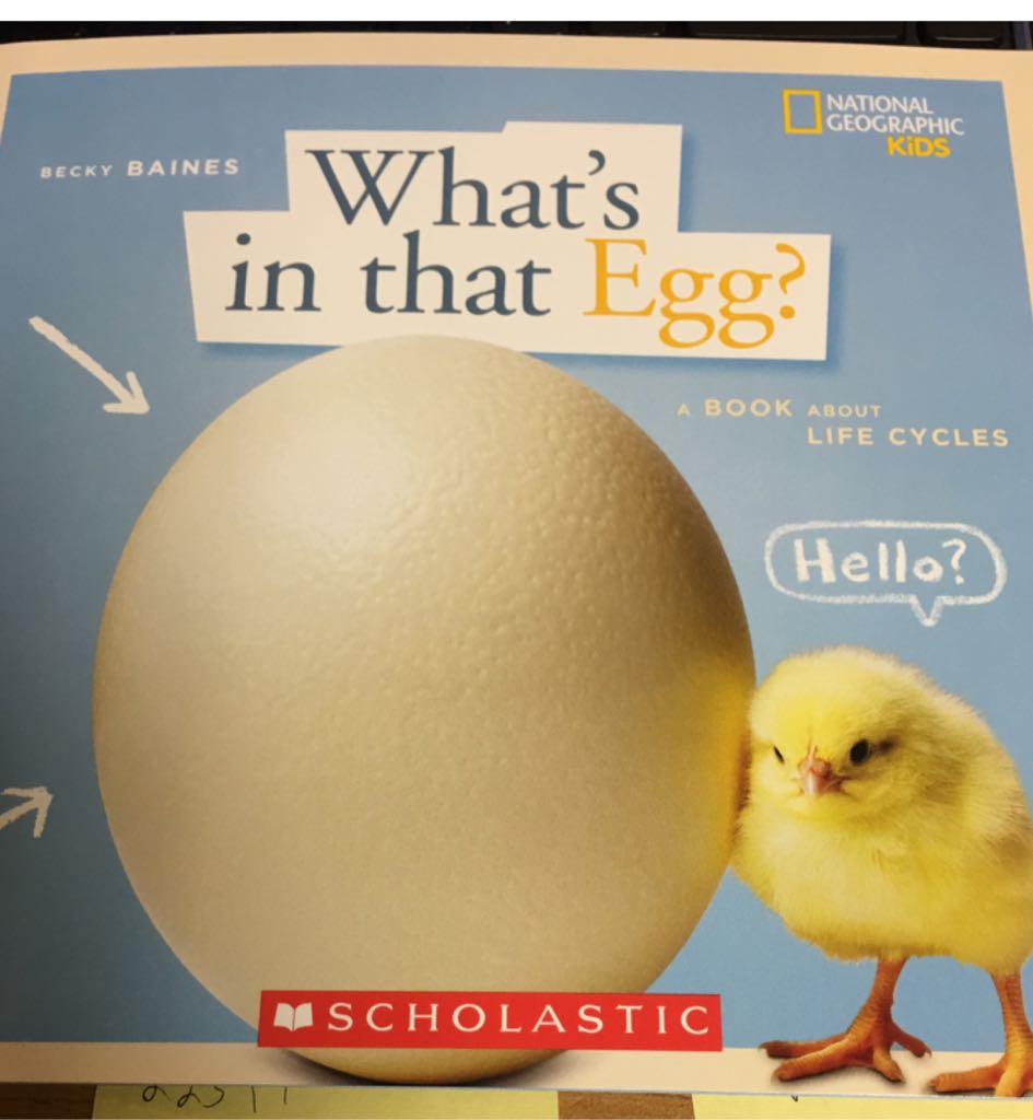 What’s In That Egg?