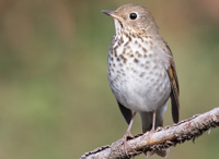 Song of the Hermit Thrush