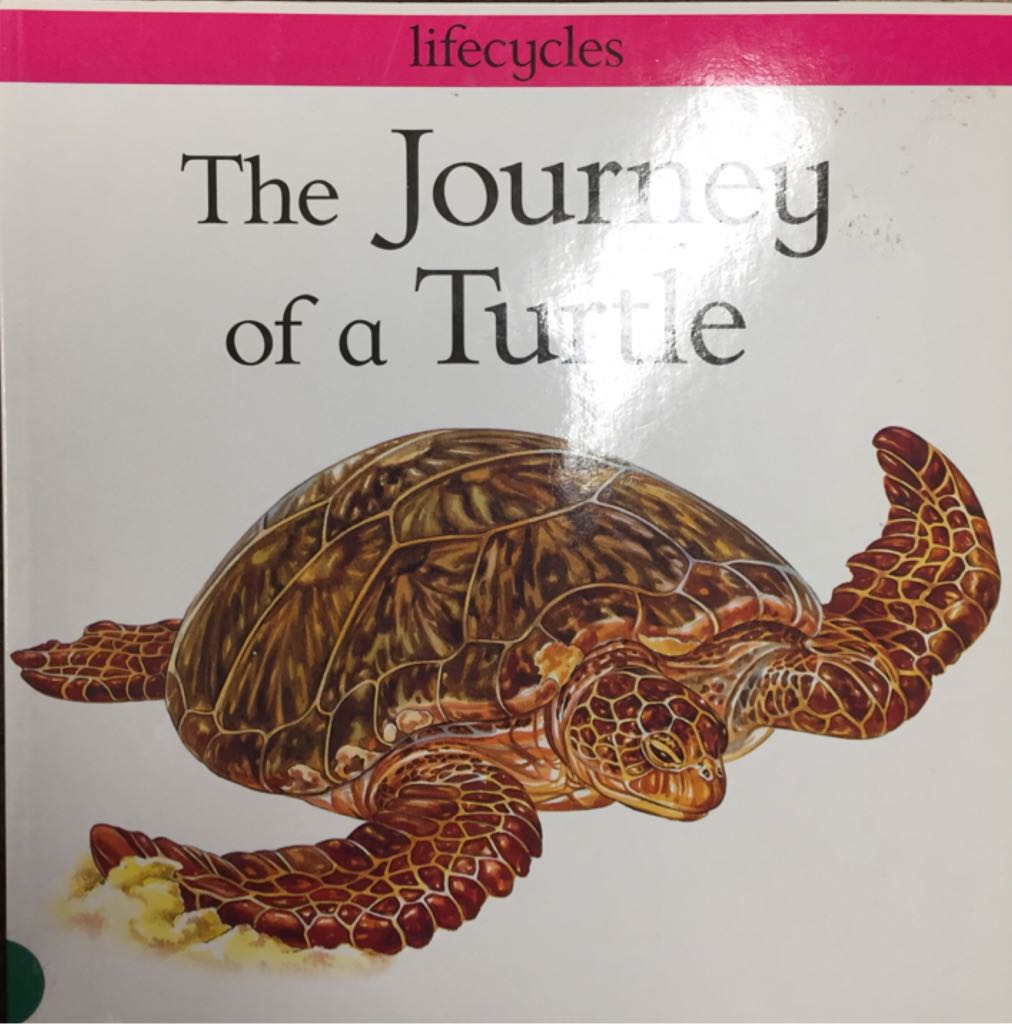 The Journey Of A Turtle