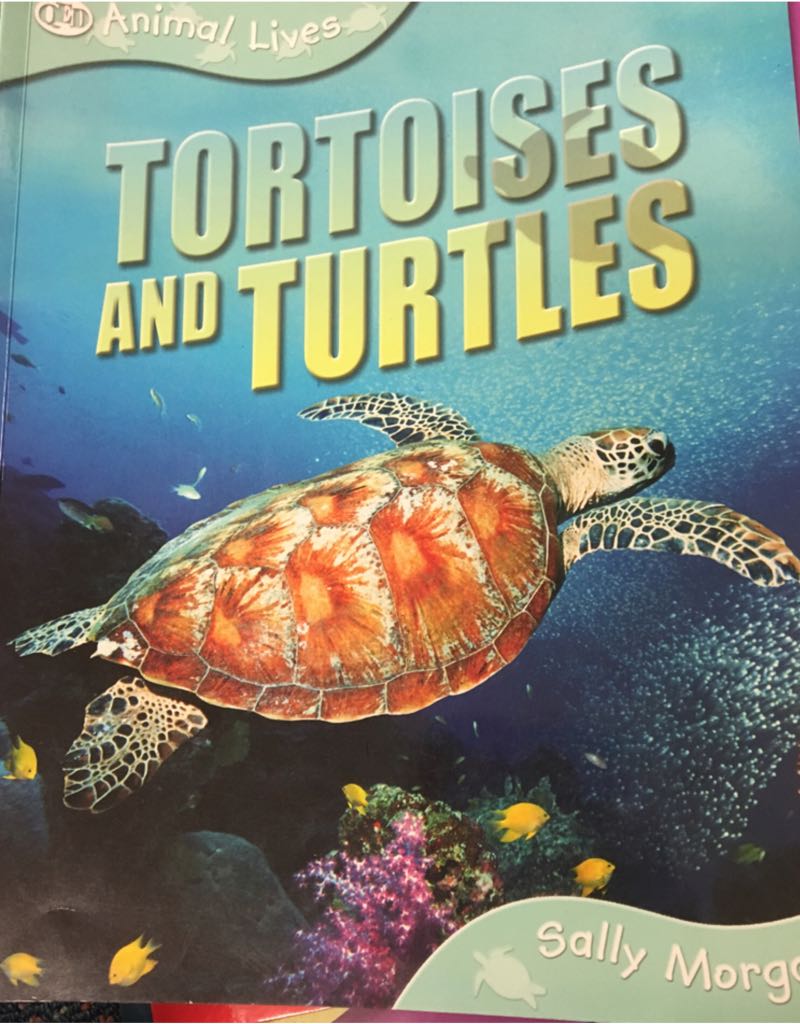 Tortoises And Turtles