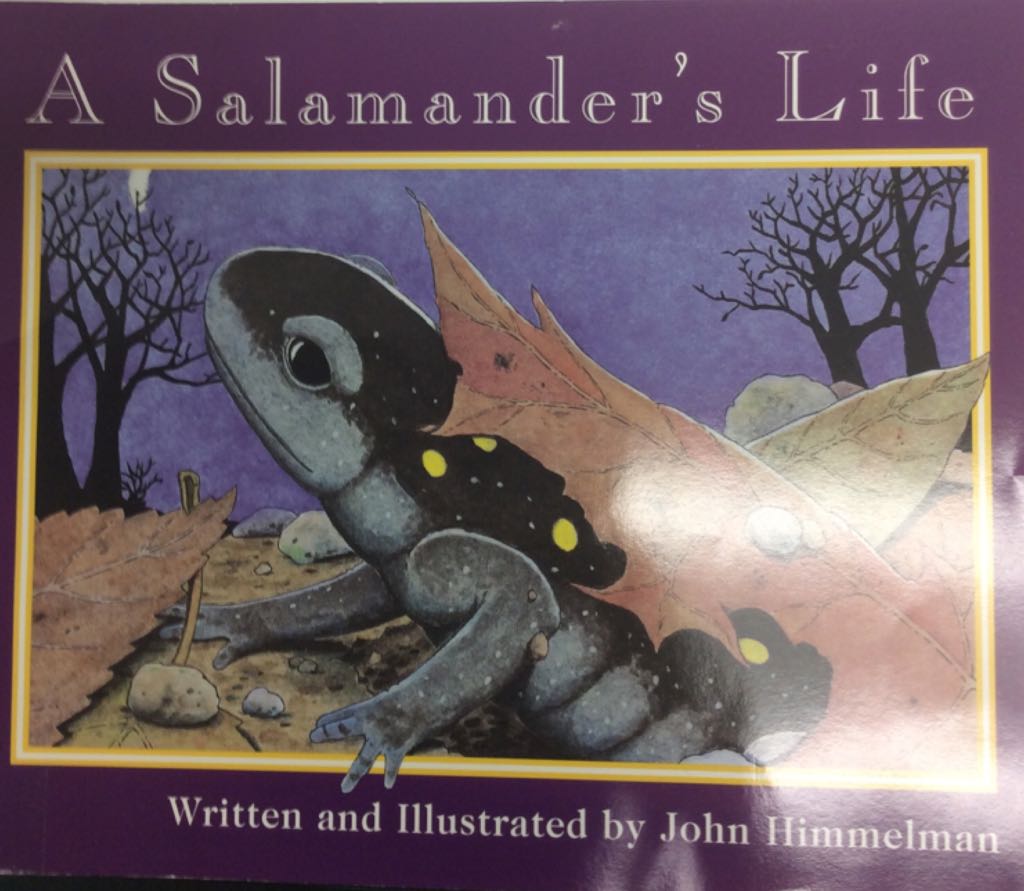 A Salamander’s Life