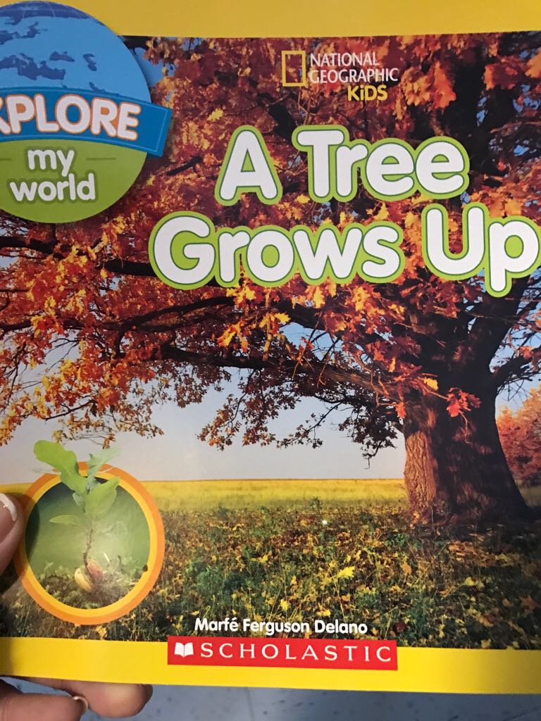 A Tree Grows Up - Marfe Ferguson Delano (Scholastic, Inc - Paperback) book collectible [Barcode 9781338112221] - Main Image 1