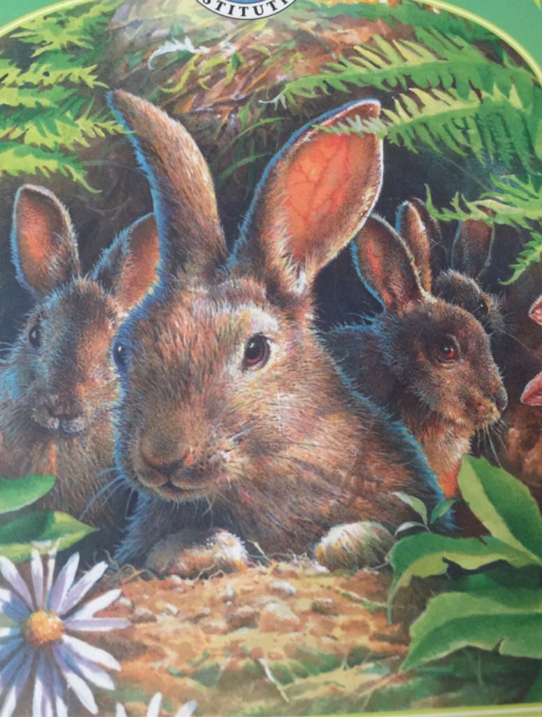 Snowshoe Hares Family