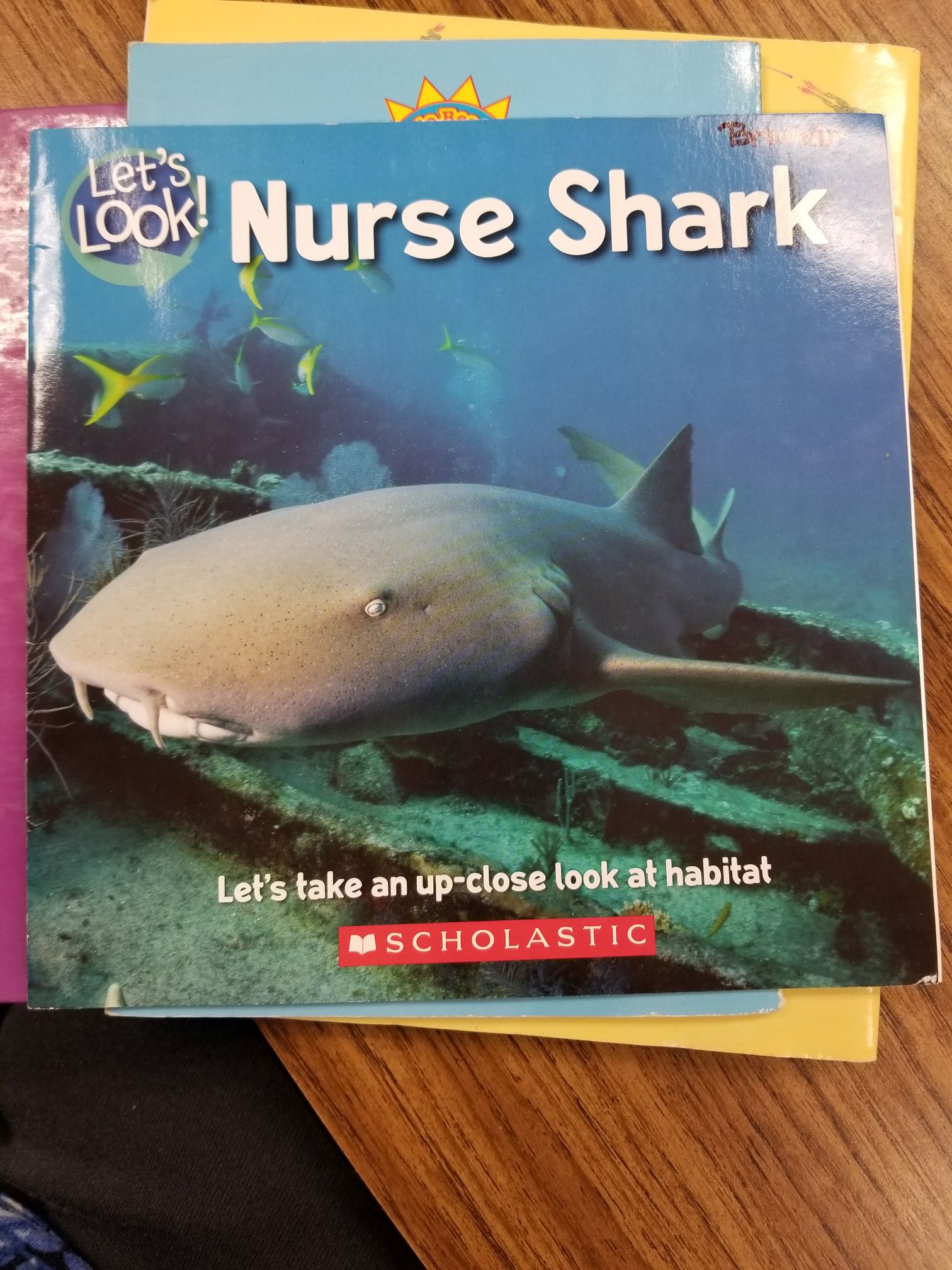 Let’s Look Nurse Shark