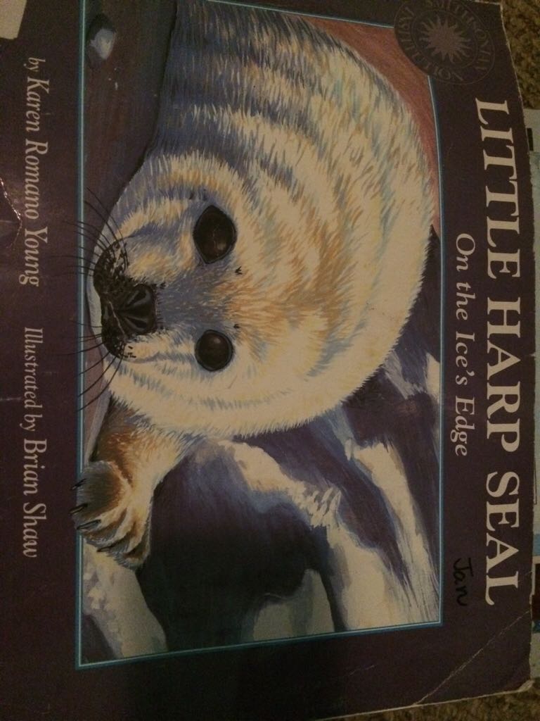 Little Harp Seal On The Ices Edge