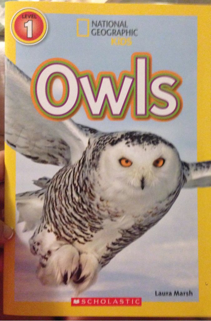 Owls - Tita Beaven (Scholastic Inc. - Paperback) book collectible [Barcode 9780545788076] - Main Image 1