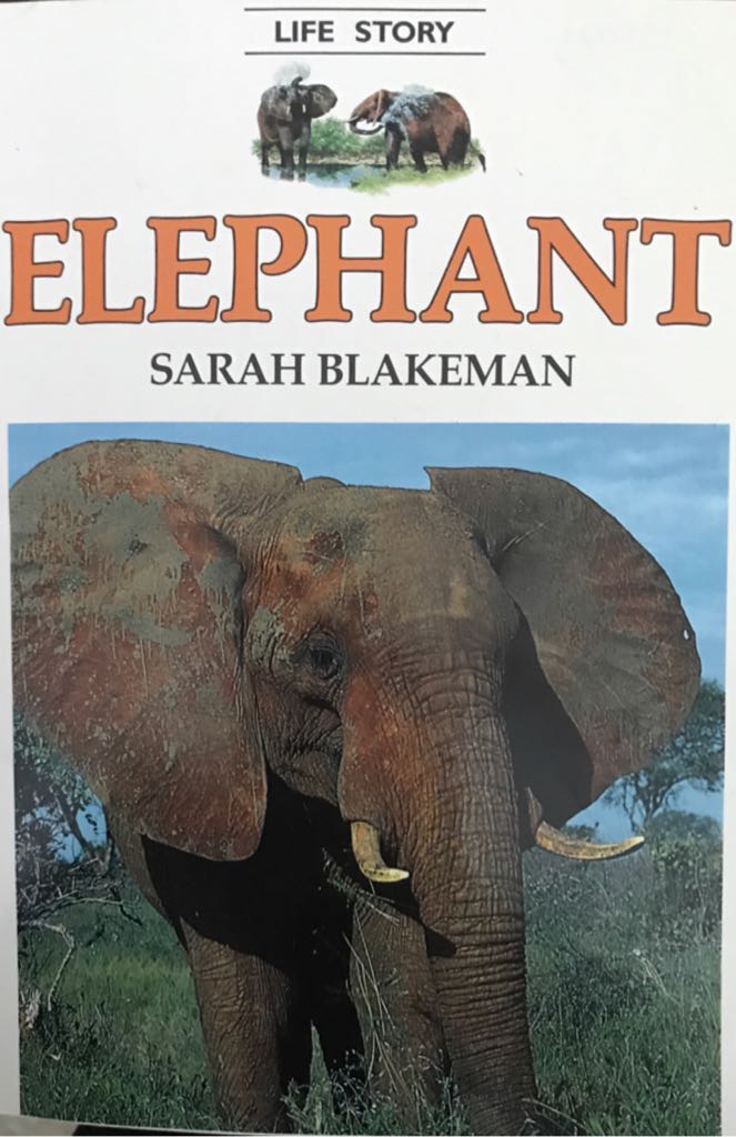 Elephant