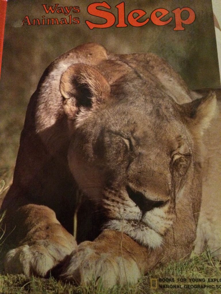 Ways Animals Sleep