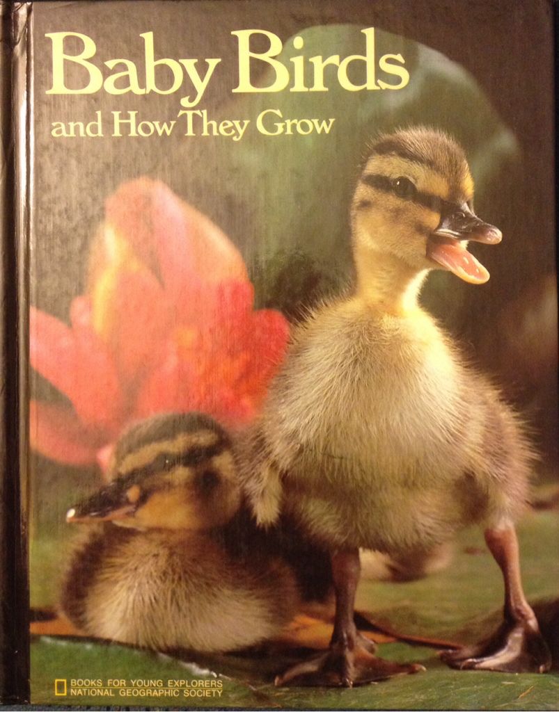 NG Baby Birds And How They Grow
