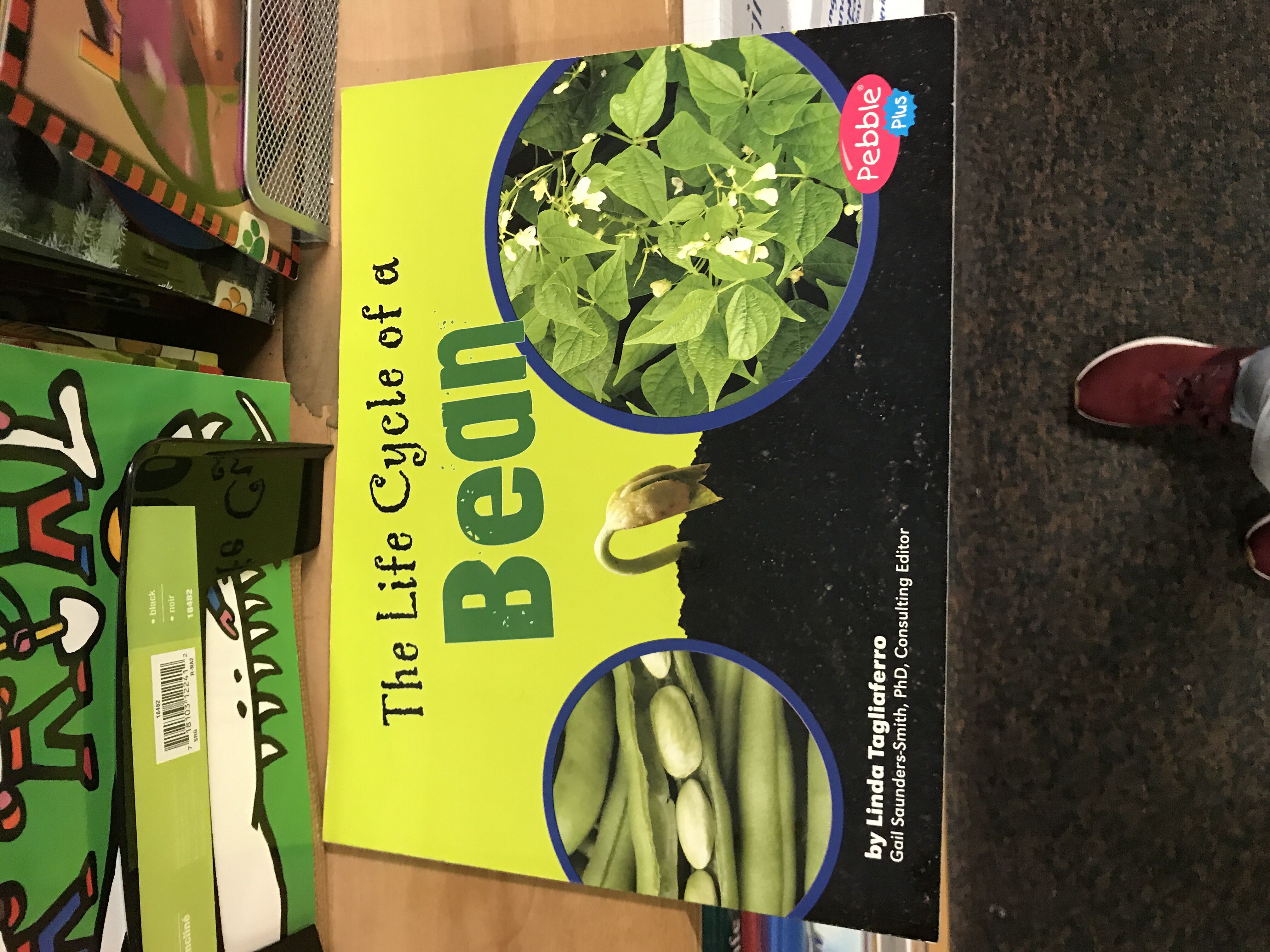 The Life Cycle Of A Bean