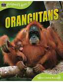 Orangutans