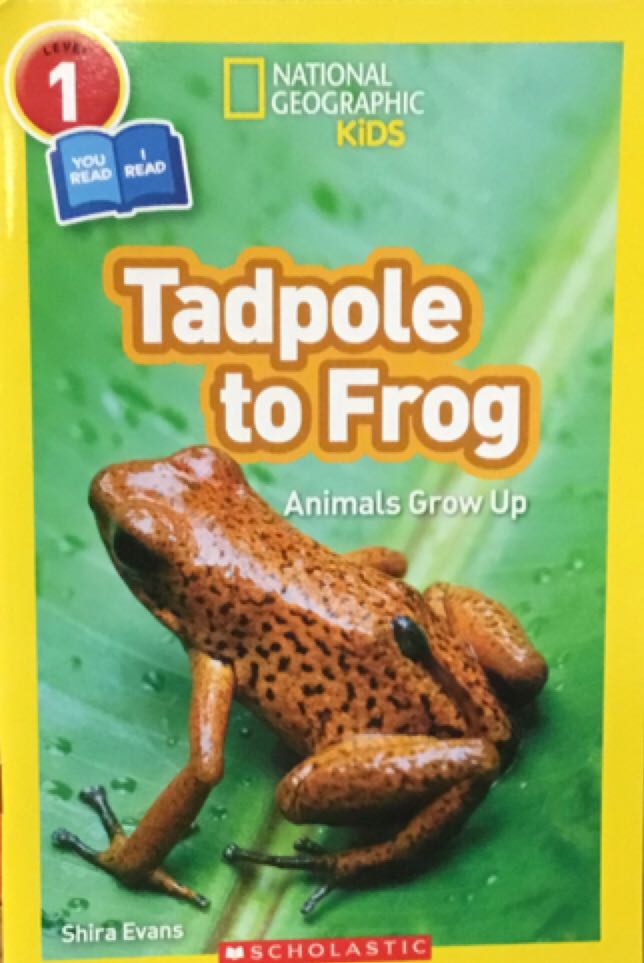 Tadpole To Frog Animals Grow Up