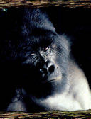 Gorillas - Rosanna Hansen book collectible [Barcode 9780816774944] - Main Image 1