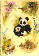 Animals and Their Babies