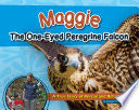 Maggie the One-Eyed Peregrine Falcon