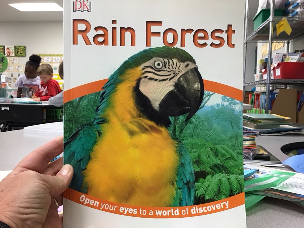 Rain Forest