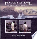 Penguins at Home