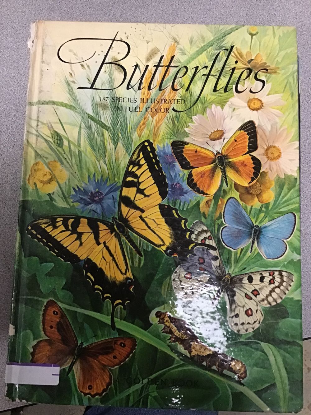 Butterflies!