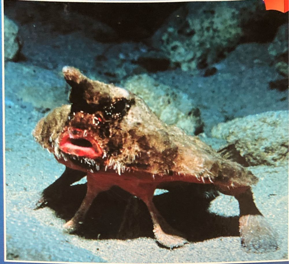 Creatures of the Deep