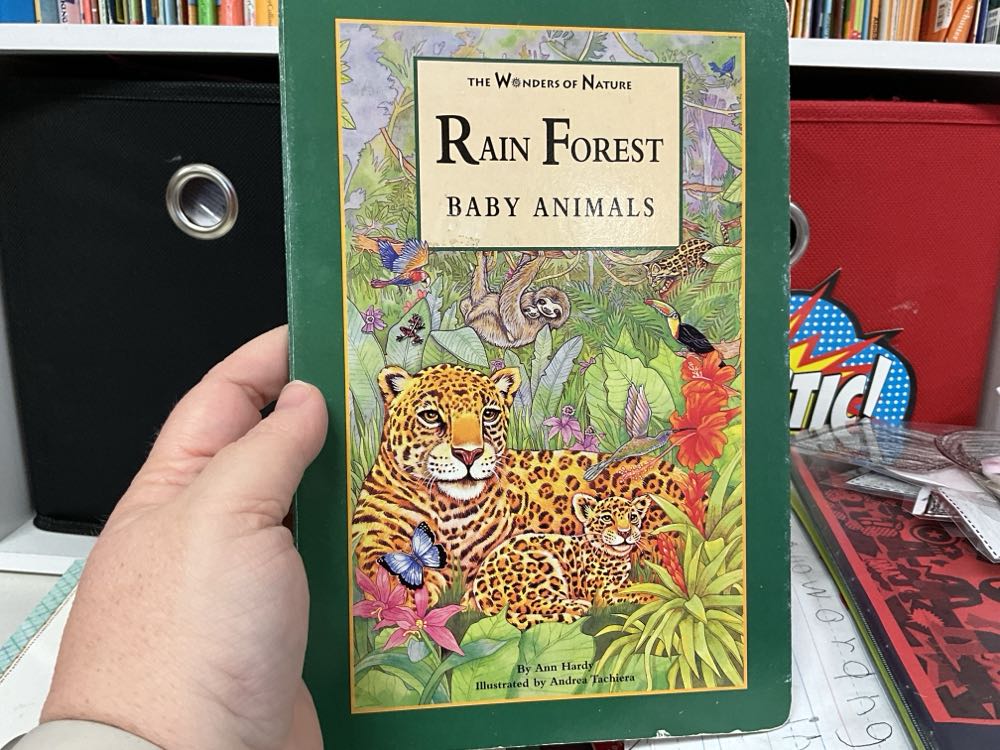Rain Forest