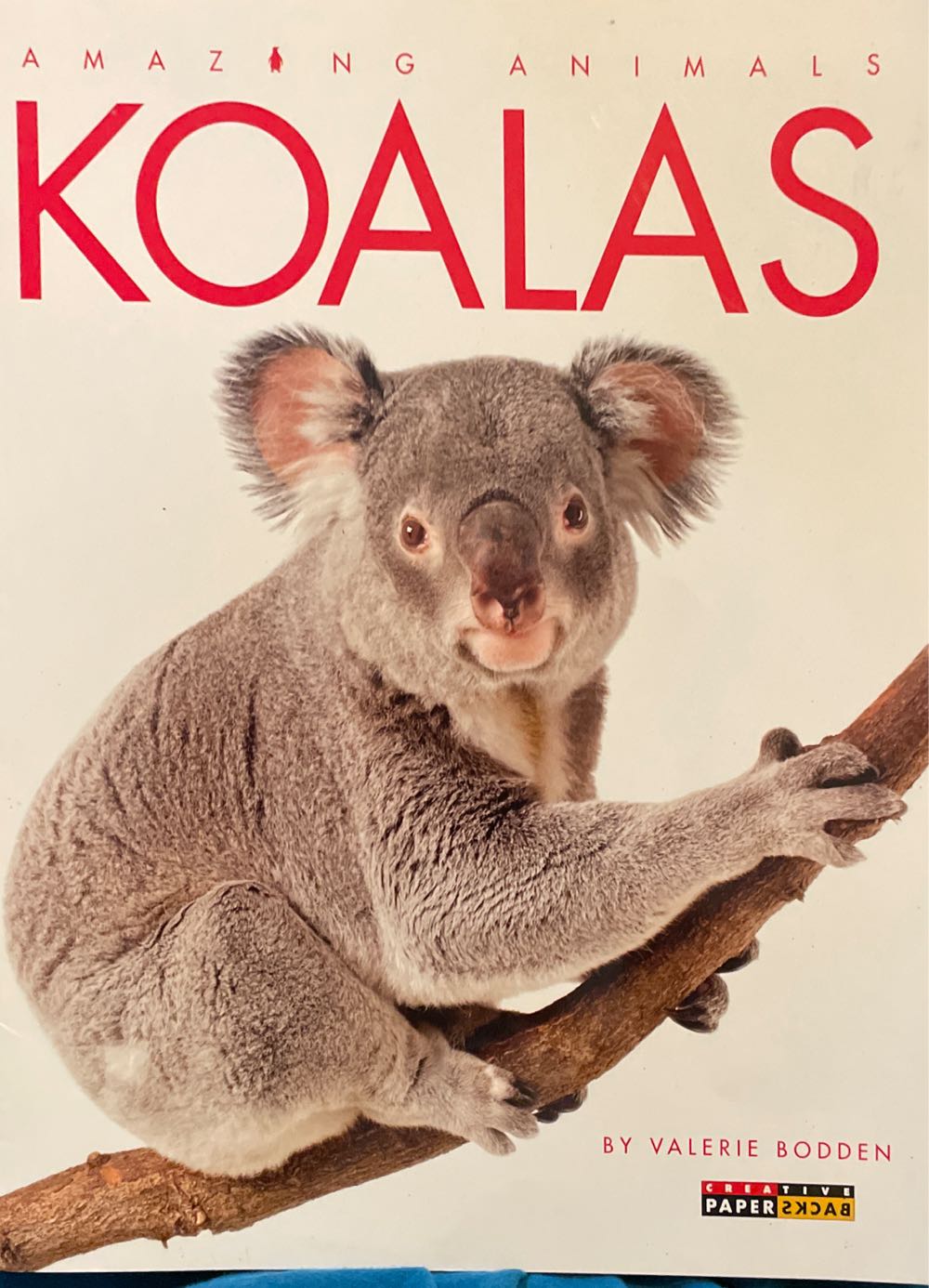 Koalas