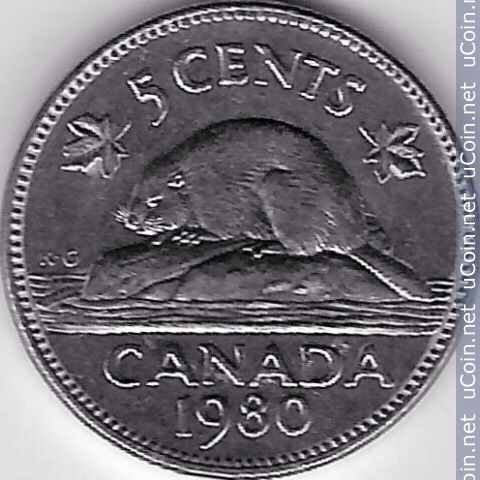 Bush Babies Sugar Glider