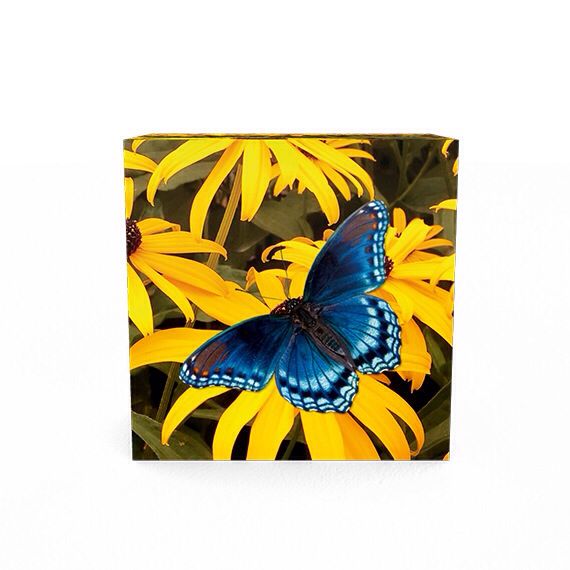 ZZ-Butterflies of Canada: Red-Spotted Purple  coin collectible - Main Image 2