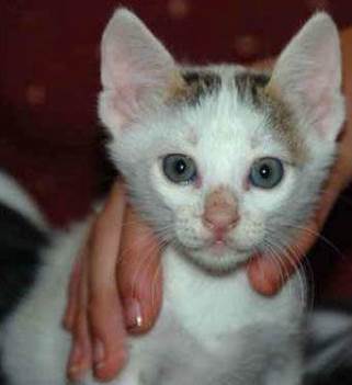 100 Mils Gold Bullion