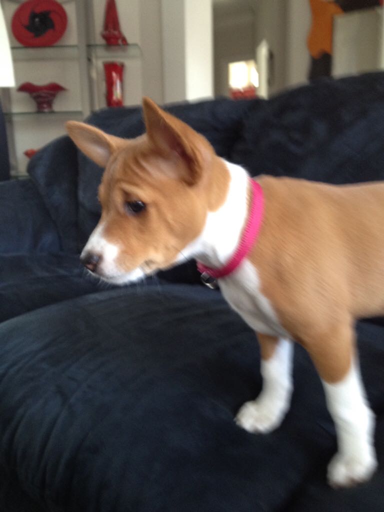 Half Dollar, Baseball HOF 2014 D 50C Ryne Sandberg